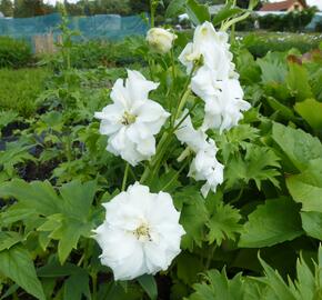 Ostrožka vyvýšená 'New Millenium Double Innocence' - Delphinium elatum 'New Millenium Double Innocence'