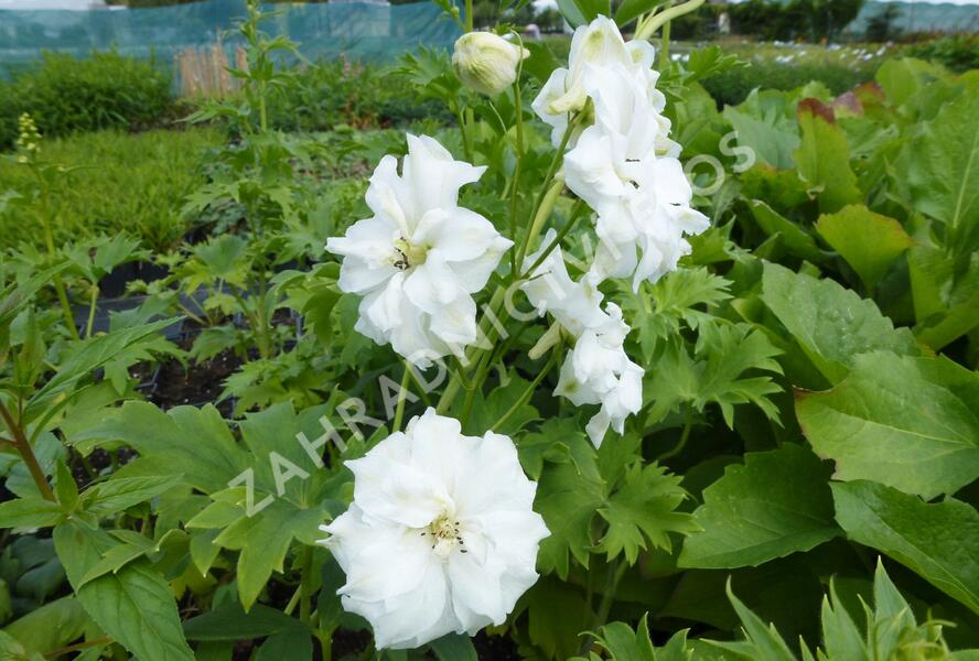 Ostrožka vyvýšená 'New Millenium Double Innocence' - Delphinium elatum 'New Millenium Double Innocence'