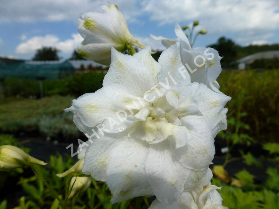 Ostrožka vyvýšená 'New Millenium Double Innocence' - Delphinium elatum 'New Millenium Double Innocence'