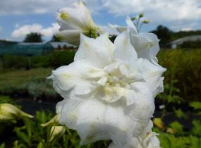 Ostrožka vyvýšená 'New Millenium Double Innocence' - Delphinium elatum 'New Millenium Double Innocence'