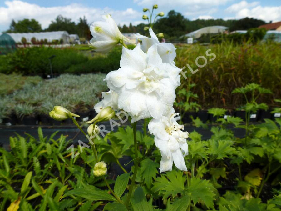 Ostrožka vyvýšená 'New Millenium Double Innocence' - Delphinium elatum 'New Millenium Double Innocence'