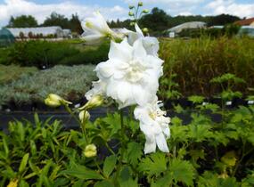 Ostrožka vyvýšená 'New Millenium Double Innocence' - Delphinium elatum 'New Millenium Double Innocence'