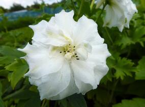 Ostrožka vyvýšená 'New Millenium Double Innocence' - Delphinium elatum 'New Millenium Double Innocence'