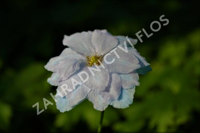 Ostrožka vyvýšená 'New Millenium Blue Lace' - Delphinium elatum 'New Millenium Blue Lace'