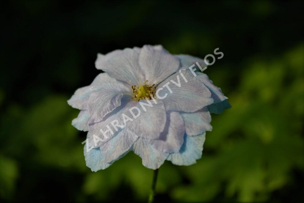 Ostrožka vyvýšená 'New Millenium Blue Lace' - Delphinium elatum 'New Millenium Blue Lace'