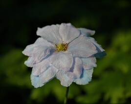 Ostrožka vyvýšená 'New Millenium Blue Lace'