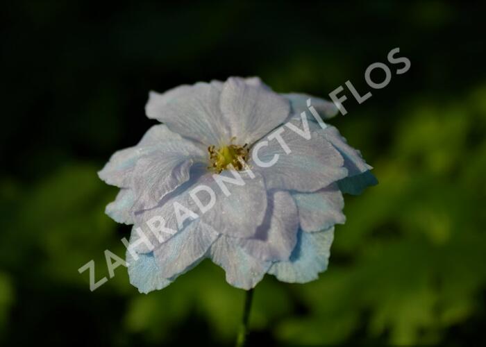 Ostrožka vyvýšená 'New Millenium Blue Lace' - Delphinium elatum 'New Millenium Blue Lace'
