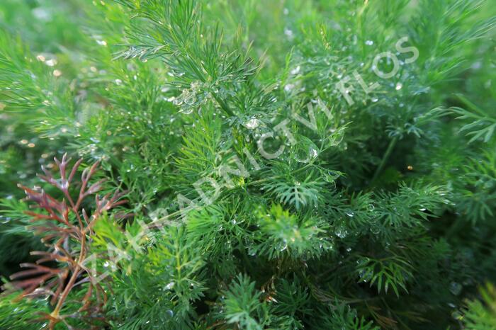 Kopr vonný 'Moravan' - Anethum graveolens 'Moravan'