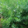 Kopr vonný 'Moravan' - Anethum graveolens 'Moravan'