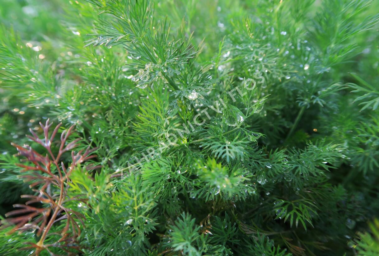 Kopr vonný 'Moravan' - Anethum graveolens 'Moravan'