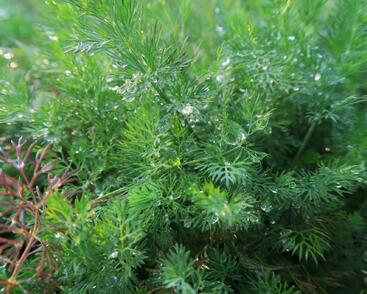 Kopr vonný 'Moravan'