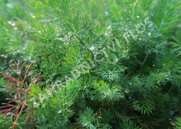 Kopr vonný 'Moravan' - Anethum graveolens 'Moravan'