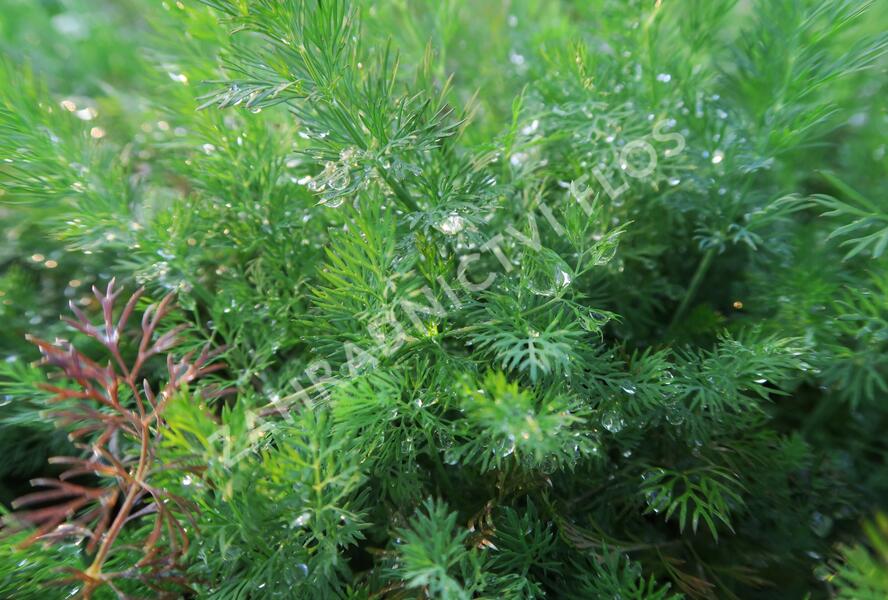 Kopr vonný 'Moravan' - Anethum graveolens 'Moravan'