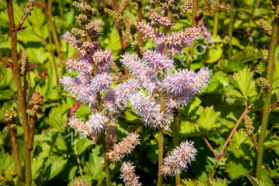 Čechrava čínská - Astilbe chinensis pumila