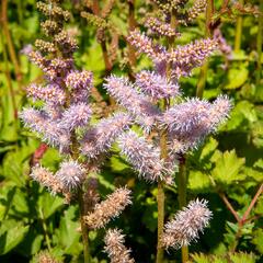 Čechrava čínská 'Pumila' - Astilbe chinensis 'Pumila'