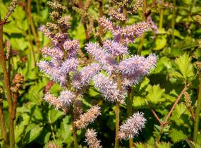 Čechrava čínská 'Pumila' - Astilbe chinensis 'Pumila'