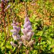 Čechrava čínská 'Pumila' - Astilbe chinensis 'Pumila'