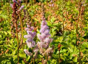 Čechrava čínská 'Pumila' - Astilbe chinensis 'Pumila'