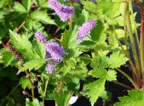 Čechrava čínská 'Pumila' - Astilbe chinensis 'Pumila'