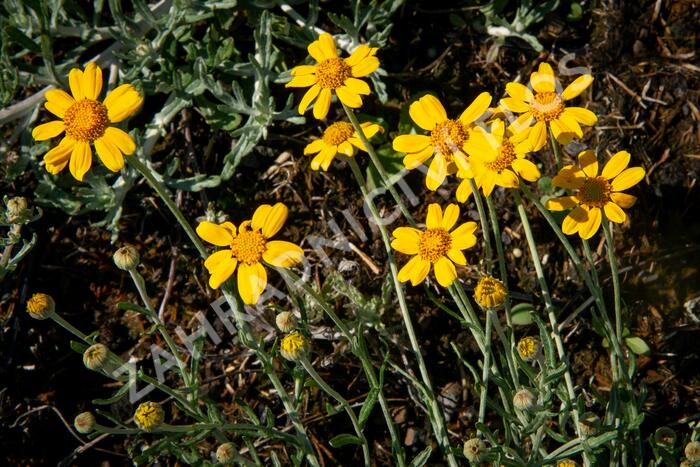 Eriophylum vlnatý - Eriophyllum lanatum