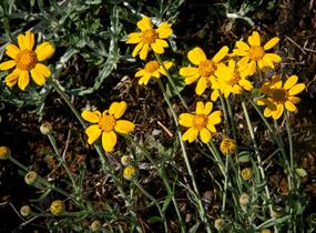 Eriophylum vlnatý - Eriophyllum lanatum