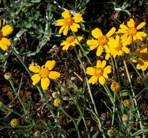 Eriophylum vlnatý - Eriophyllum lanatum