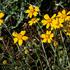 eriophylum-vlnaty.jpg