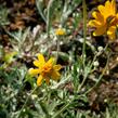 Eriophylum vlnatý - Eriophyllum lanatum