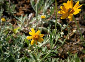 Eriophylum vlnatý - Eriophyllum lanatum