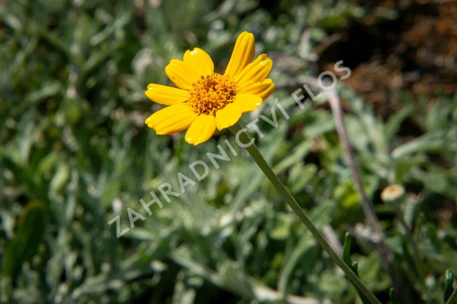 Eriophylum vlnatý - Eriophyllum lanatum