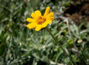 Eriophylum vlnatý - Eriophyllum lanatum