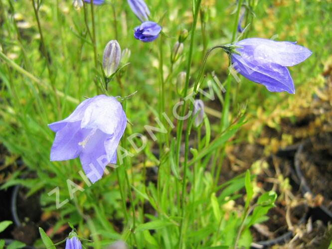 Zvonek okrouhlolistý - Campanula rotundifolia