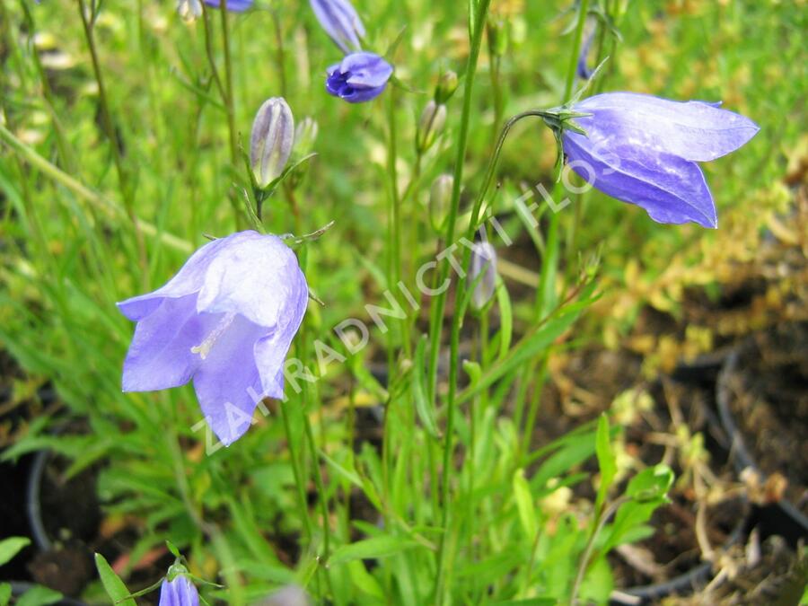 Zvonek okrouhlolistý - Campanula rotundifolia