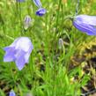 Zvonek okrouhlolistý - Campanula rotundifolia