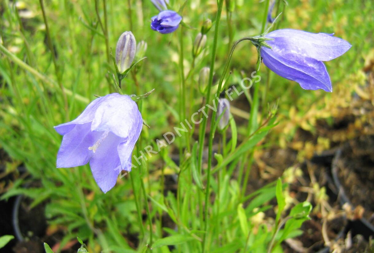Zvonek okrouhlolistý - Campanula rotundifolia