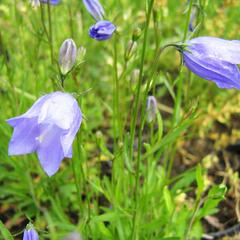 Zvonek okrouhlolistý - Campanula rotundifolia