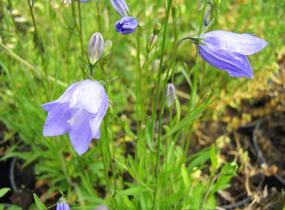 Zvonek okrouhlolistý - Campanula rotundifolia