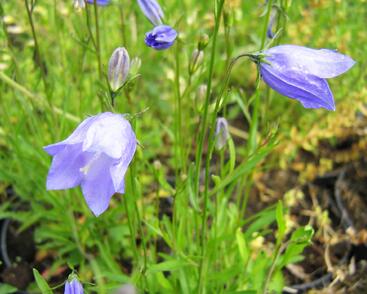 Zvonek okrouhlolistý