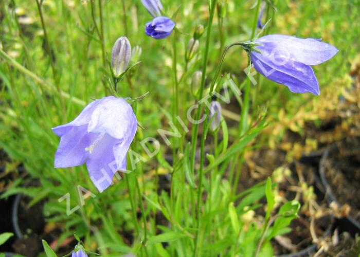 Zvonek okrouhlolistý - Campanula rotundifolia