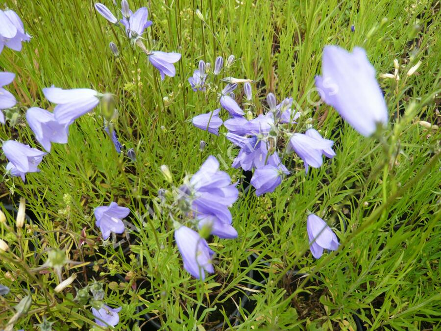 Zvonek okrouhlolistý - Campanula rotundifolia