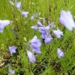 Zvonek okrouhlolistý - Campanula rotundifolia