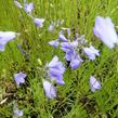 Zvonek okrouhlolistý - Campanula rotundifolia