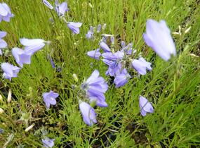 Zvonek okrouhlolistý - Campanula rotundifolia