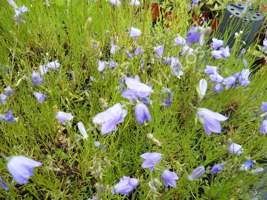 Zvonek okrouhlolistý - Campanula rotundifolia