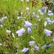 Zvonek okrouhlolistý - Campanula rotundifolia