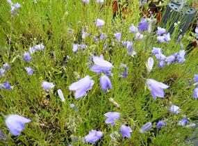 Zvonek okrouhlolistý - Campanula rotundifolia