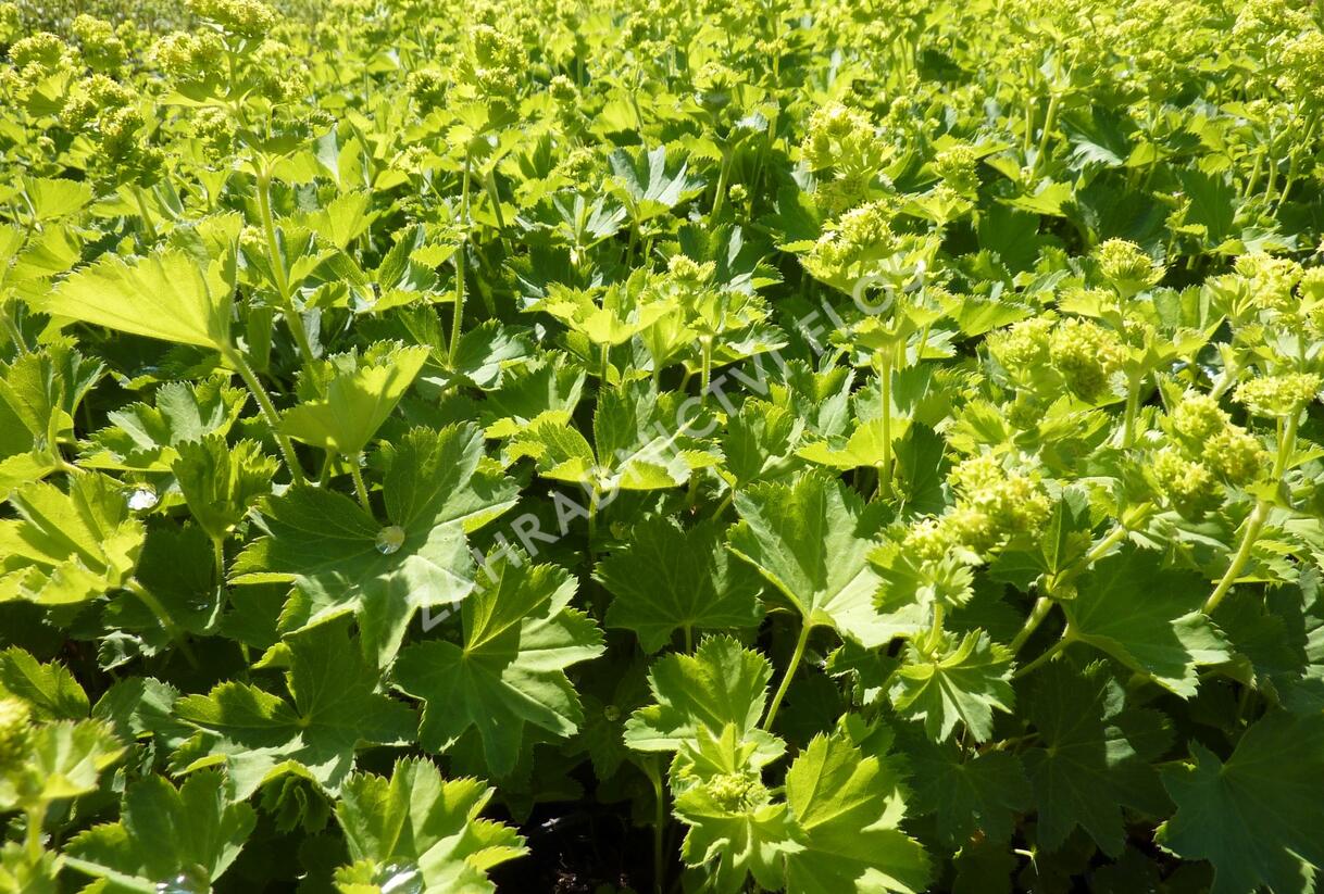 Kontryhel holý - Alchemilla epipsila