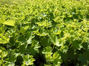 Kontryhel holý - Alchemilla epipsila