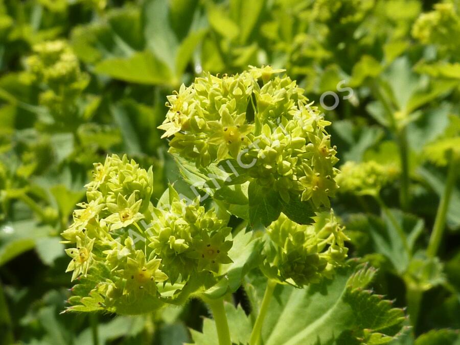 Kontryhel holý - Alchemilla epipsila