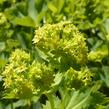 Kontryhel holý - Alchemilla epipsila